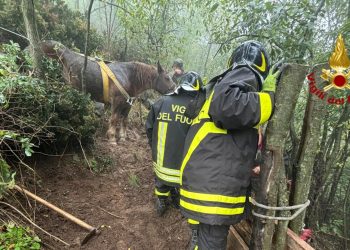 Torino: Calì torna a casa…accompagnata
