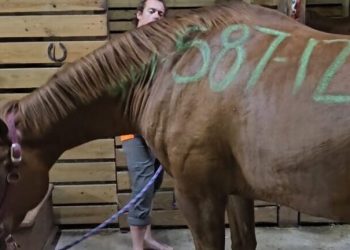 URAGANO MILTON: quel numero sul dorso dei cavalli tra speranza e disperazione