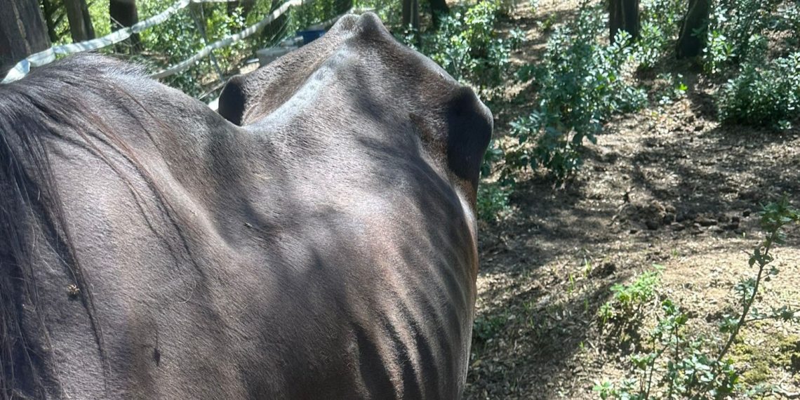 Sardegna: cavalla muore di incuria e burocrazia