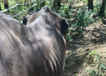 Sardegna: cavalla muore di incuria e burocrazia