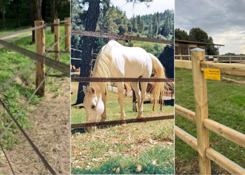 Badi Farm: una combinazione vincente!