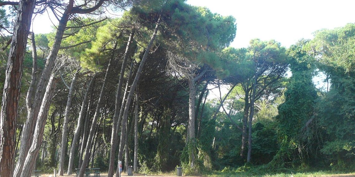 Lucca: agenti a cavallo della polizia municipale fermano due pusher