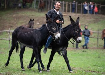 Francesco Nobile: il Signore degli Asinelli
