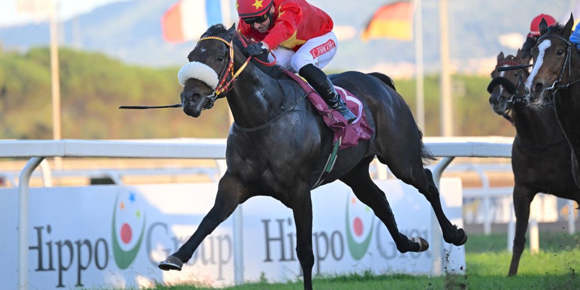 Roma Caput Turf