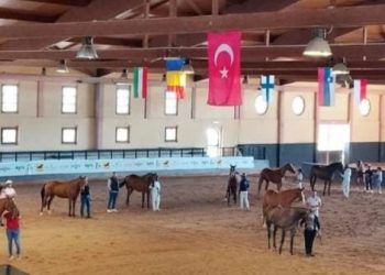 62° Premio Regionale Sardo, ad Arborea premiati i migliori puledri di 3 anni