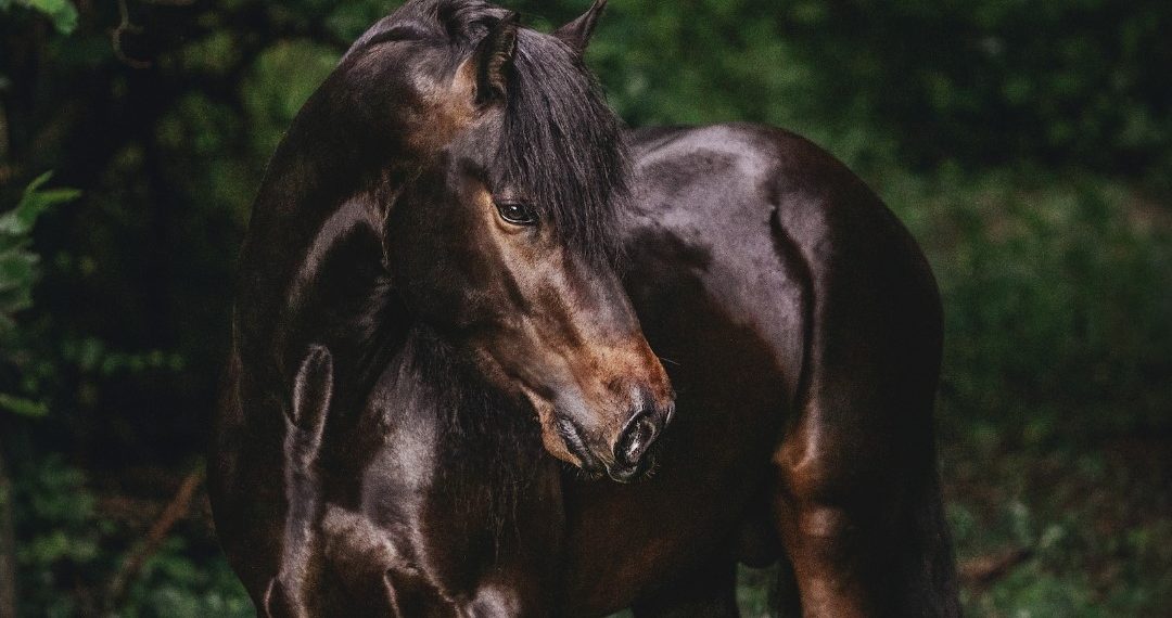 Anareai, a Verona “bellezza e passione allo stato puro”