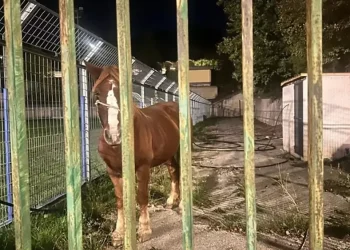 Monte San Giacomo: cavalli in strada