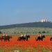 Italia, paese di navigatori e… ippoturisti