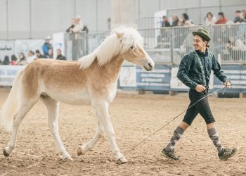 Cavalli: che numeri ragazzi!