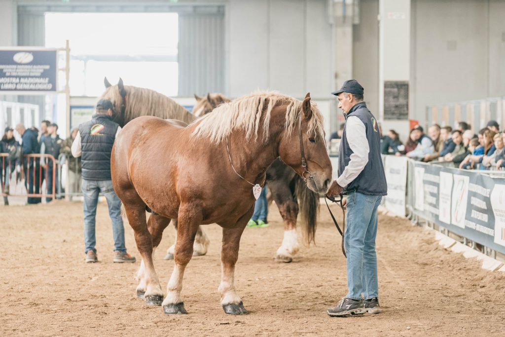 Fieracavalli2023 EnneviFoto Veronafiere MM49362 1024x683