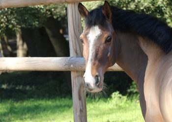 Liguria Jumping: novità a Camporosso