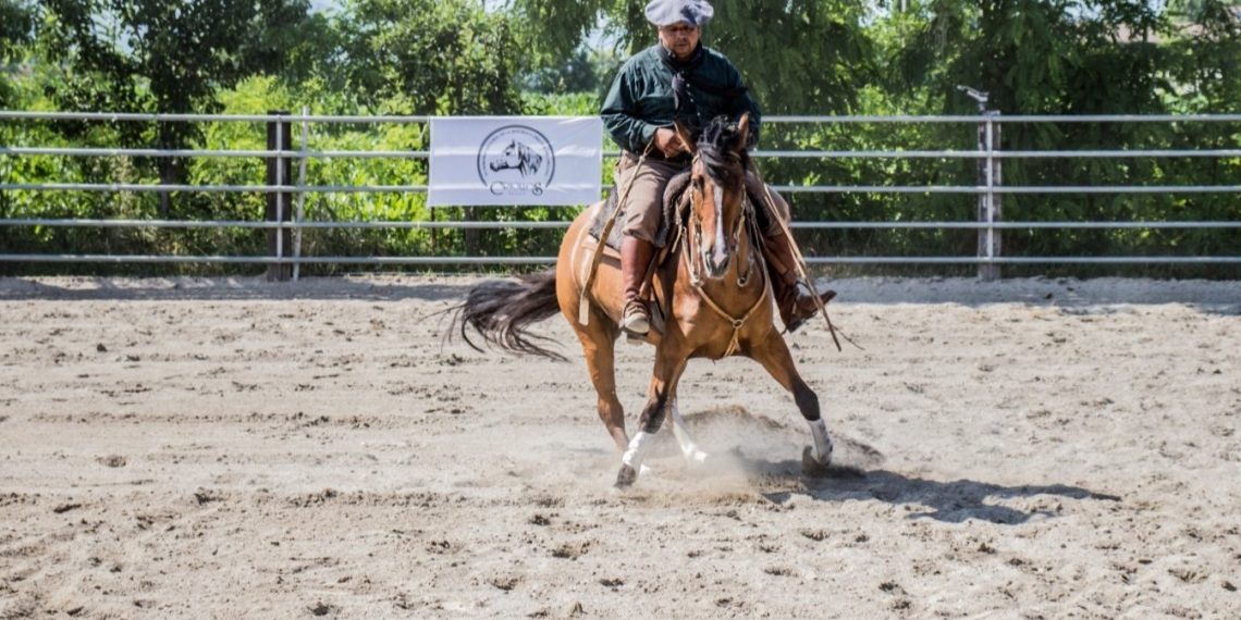 Il cavallo Criollo, simbolo di rinascita