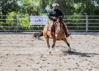 Il cavallo Criollo, simbolo di rinascita