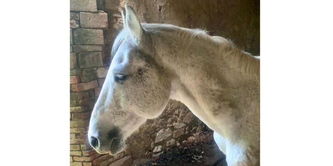 Gandalf: più ‘salvezza’ = meno libertà?
