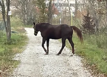 Cavallo sulla ciclabile: fate girare la voce