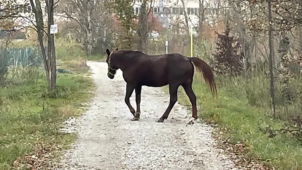 Cavallo sulla ciclabile: fate girare la voce