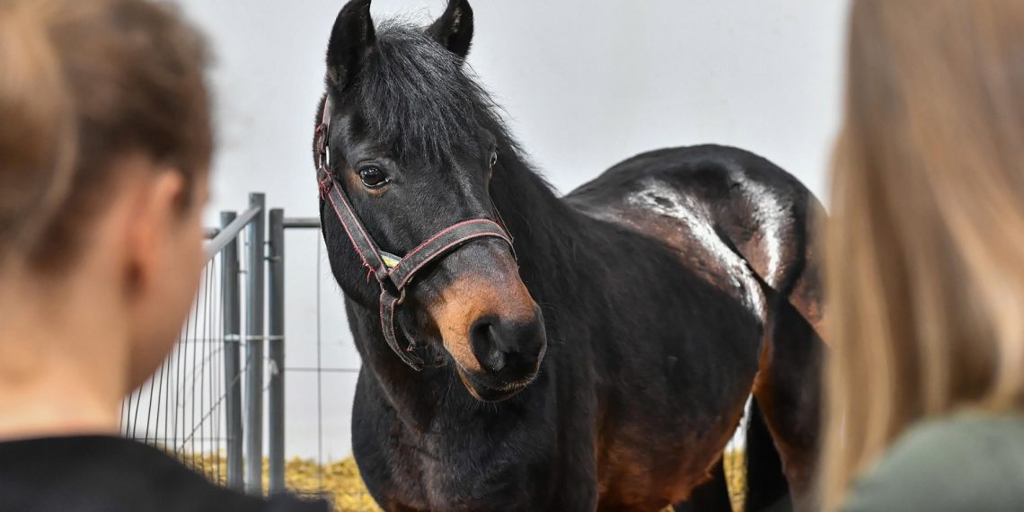 Questo o quello? Come scegliere il tuo cavallo