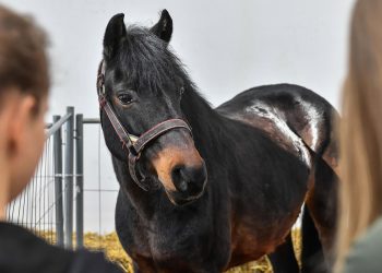 Questo o quello? Come scegliere il tuo cavallo