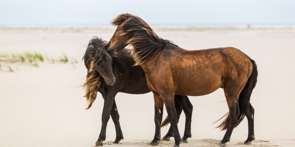 I cavalli dell’isola che non c’è: i superstiti di Sable Island