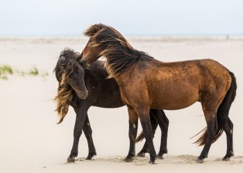 I cavalli dell’isola che non c’è: i superstiti di Sable Island