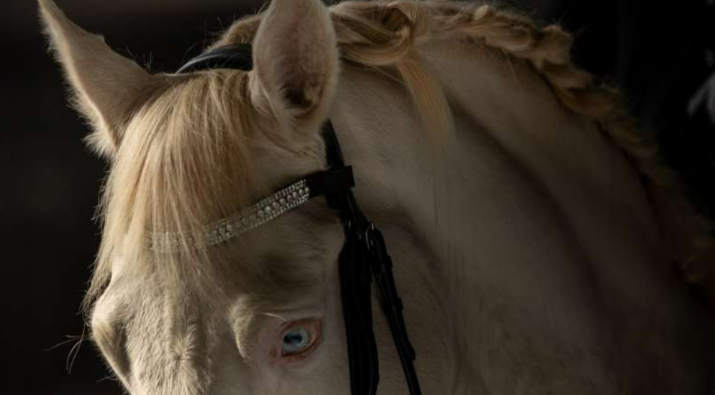 Atelier Emè e “The Equestrian Show” insieme per la prevenzione