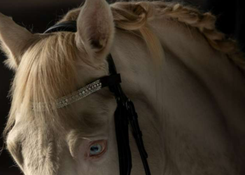 Atelier Emè e “The Equestrian Show” insieme per la prevenzione