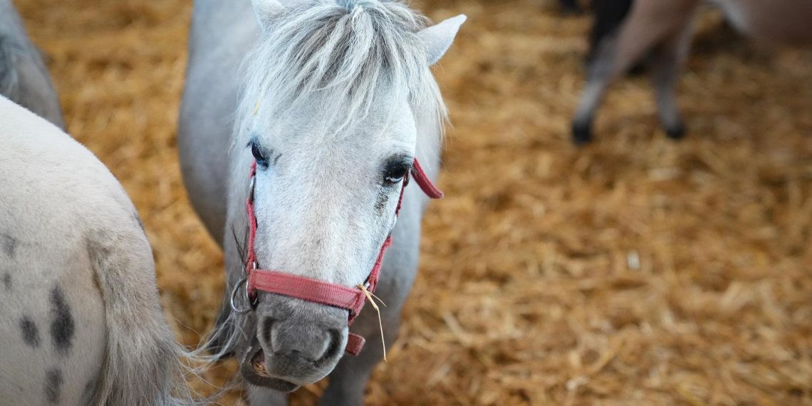 Il Salone del Bambino a Fieracavalli è Autism Friendly