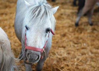 Il Salone del Bambino a Fieracavalli è Autism Friendly