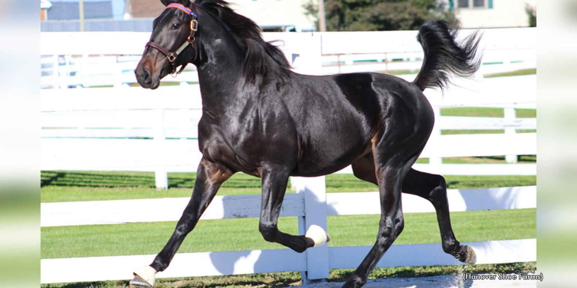 Un milione di dollari per Cambridge Hanover