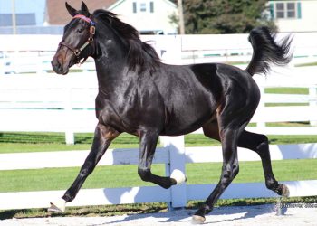Un milione di dollari per Cambridge Hanover