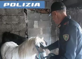 Salvati dal macello