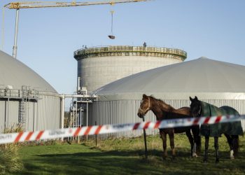 Cavalli nelle immediate vicinanze del silo crollato, EPA/MADS CLAUS RASMUSSEN
