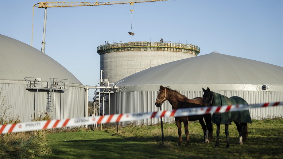Cavalli nelle immediate vicinanze del silo crollato, EPA/MADS CLAUS RASMUSSEN