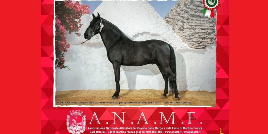 A Martina Franca il 69° Mercato Concorso del cavallo Murgese