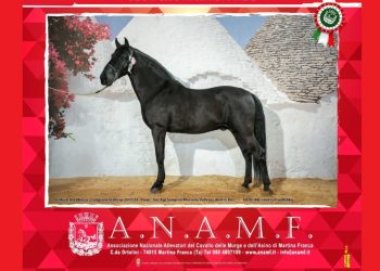A Martina Franca il 69° Mercato Concorso del cavallo Murgese