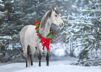 Natale
