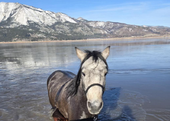 Rescue: dal Kent al Lago Washoe