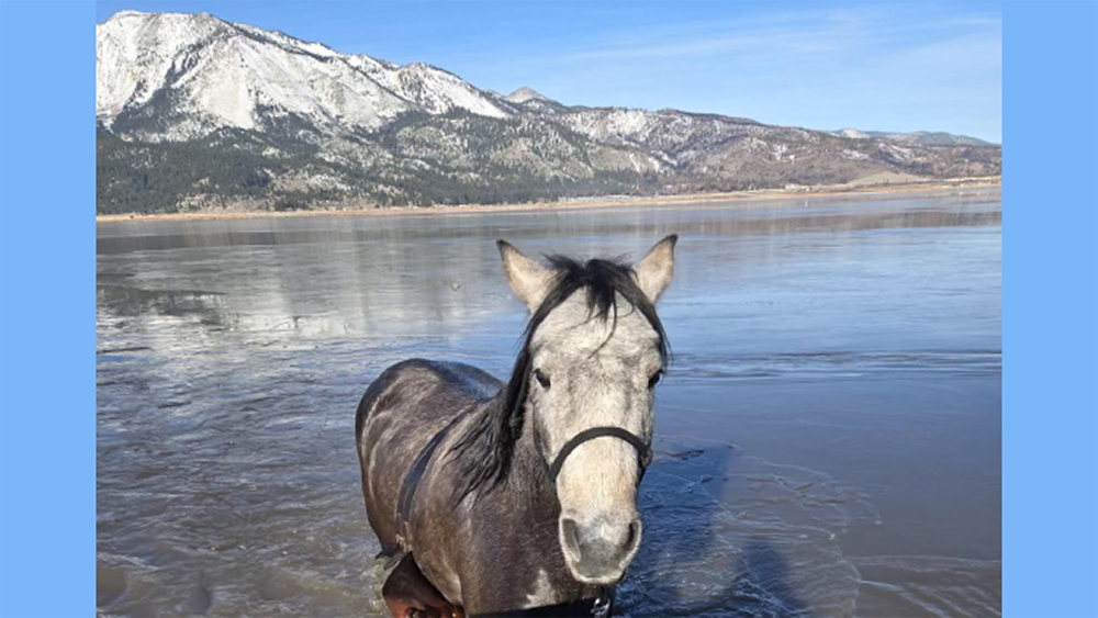 Rescue: dal Kent al Lago Washoe