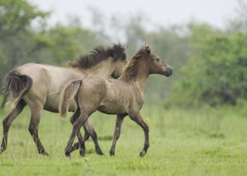 Pericolo per i re-wild dell’Assam