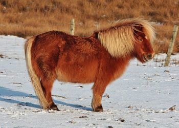 Uno Shetland per amico
