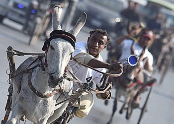 Pakistan: la Champions Donkey Cart Race