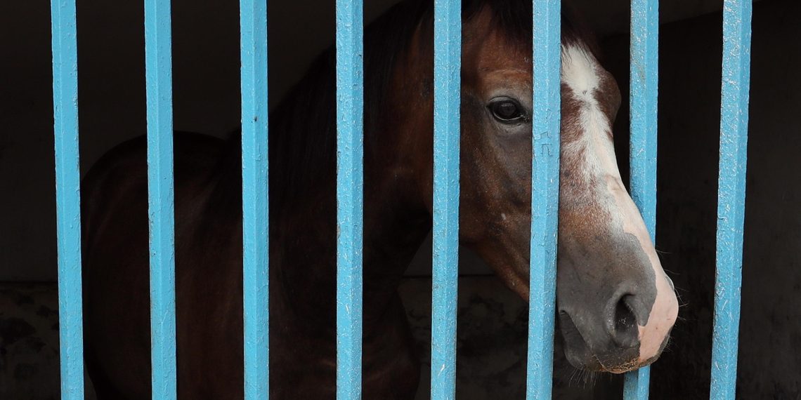 Alfabeto equestre: B come ‘ballo dell’orso’