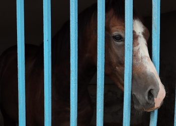 Alfabeto equestre: B come ‘ballo dell’orso’