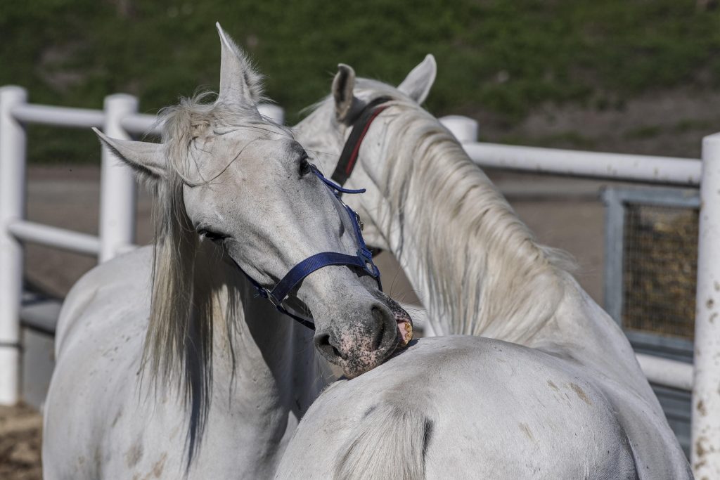 Fiaker horses during Coronavirus outbreak in Austria foto 2 1024x683