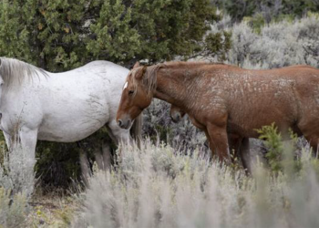 Controllo delle nascite in Colorado. Finalmente…
