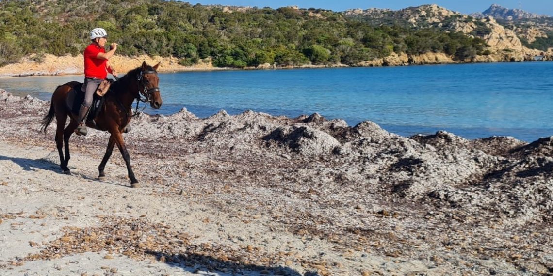 Vincenzino, cavallo Anglo-Arabo col fattore ‘c’