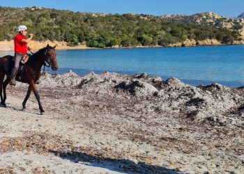 Vincenzino, cavallo Anglo-Arabo col fattore ‘c’