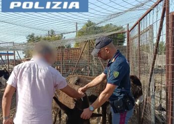 Arrivano i nostri: salvi due asini