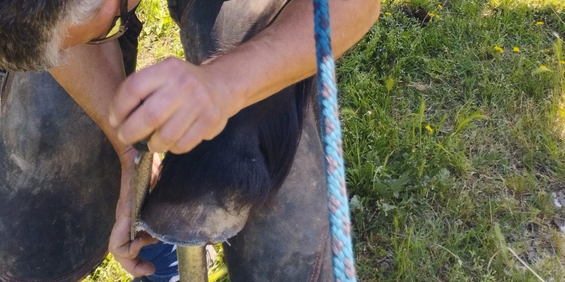 Una Bardigiana, un maniscalco e molti dubbi
