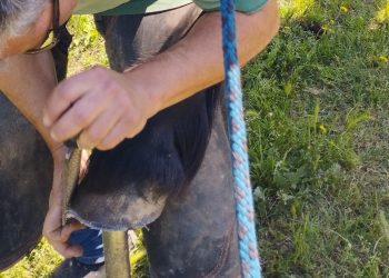 Una Bardigiana, un maniscalco e molti dubbi